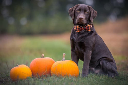 Dog Collar with Bow, Bowtie Dog Collar, Adjustable Fall Dog Collars for Small Medium Large Dogs