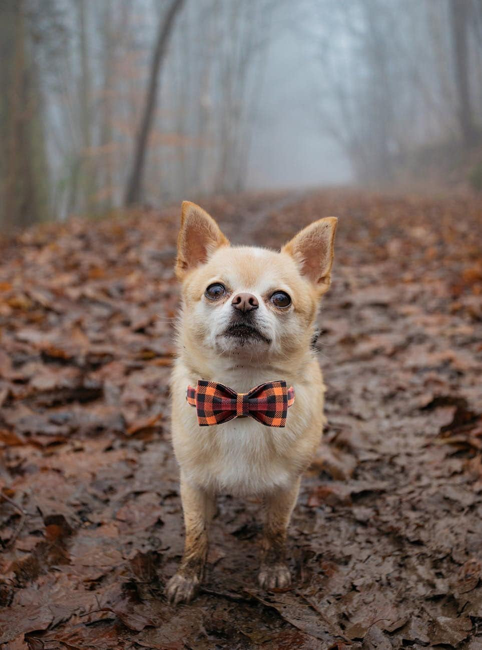 Dog Collar with Bow, Bowtie Dog Collar, Adjustable Fall Dog Collars for Small Medium Large Dogs